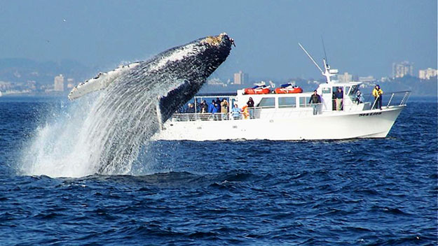 Whale jumping in front of boat