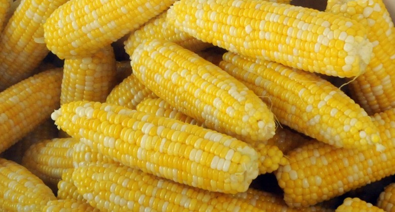 corn (1)