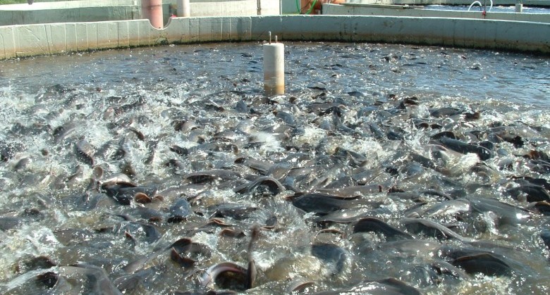 fish-farming-cjlwflvmfeixnjxk