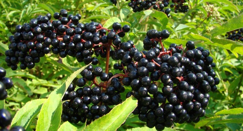 Sambucus-berries-hr