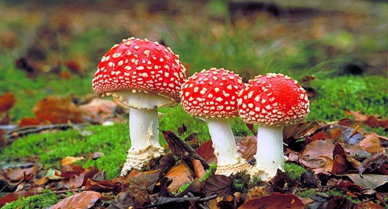 amanita-muscaria-249787