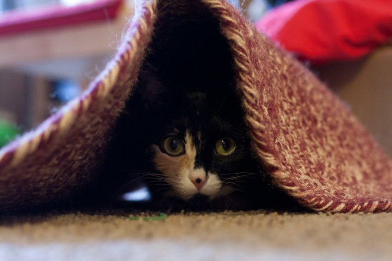 day-2-cat-under-rug