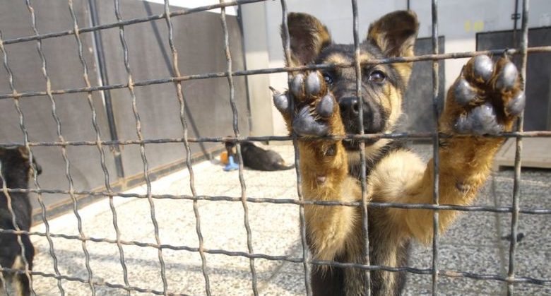 puppy in shelter.jpg.838x0_q80