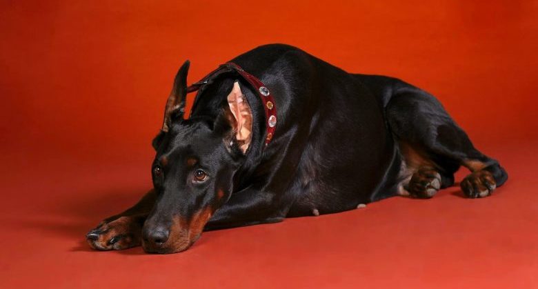 Doberman-Dog-Sad-Animal-Wallpaper-Free-7618