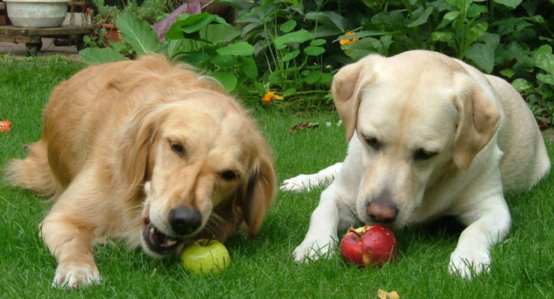 Dogs-eating-apples