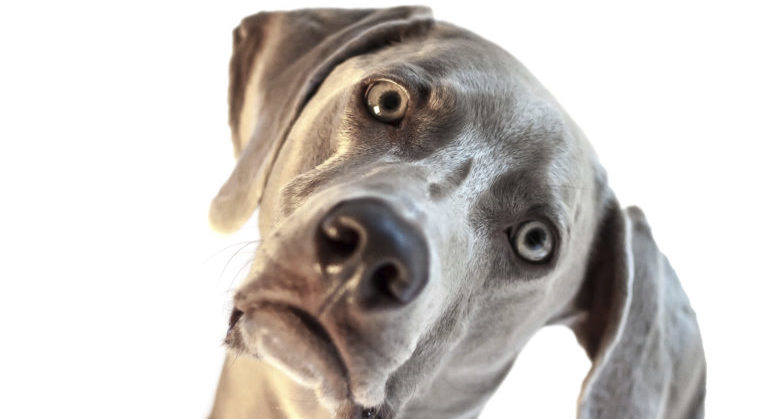 confused-dog-weim