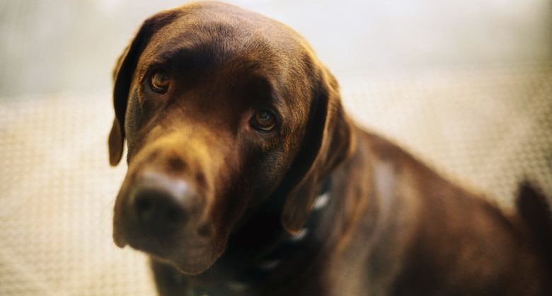 Sad Looking Chocolate Lab