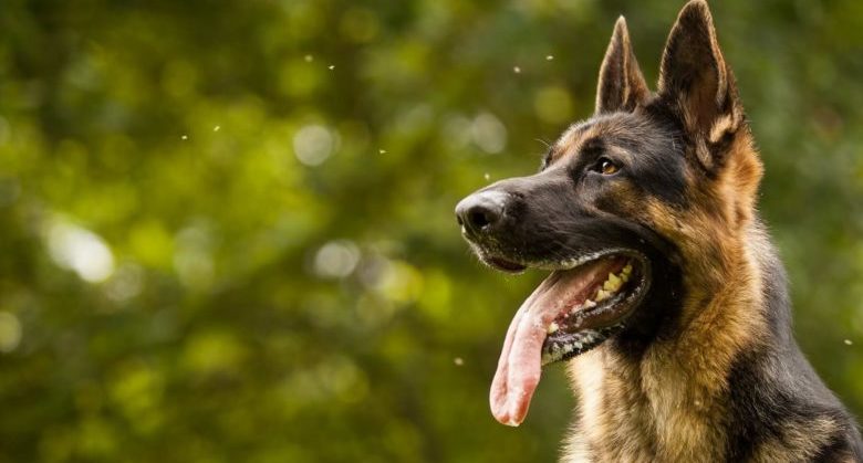 German-Shepherd-Training-Guide