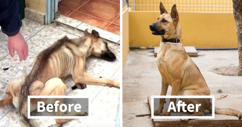 rescue-dogs-before-after-adoption-FB3